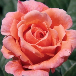 Сюзанна Тамаро